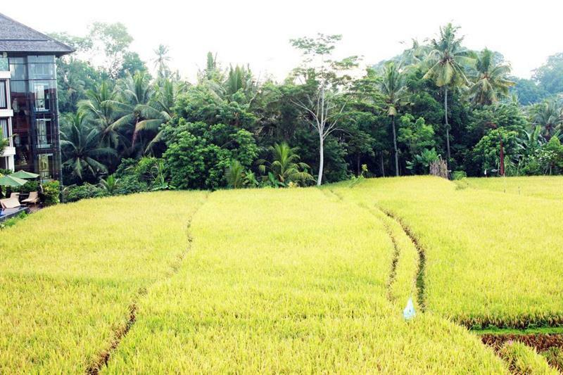 Bening Bungalow Ubud Eksteriør billede