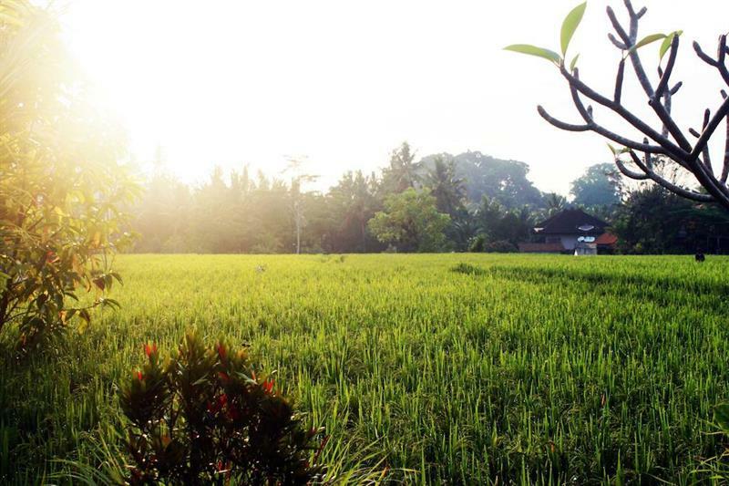 Bening Bungalow Ubud Eksteriør billede